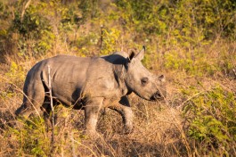 Hluhluwe-Imfolozi rhino  by Ryan Kilpatrick