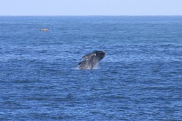 Hermanus whale  by Ross Huggett