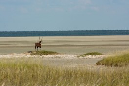 Etosha National Park  by BernhardFotoAlbum