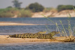 A pair of young crocs on the Zambezi River 