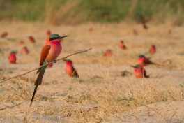 Carmine Bee Eater breeding colony in Caprivi 