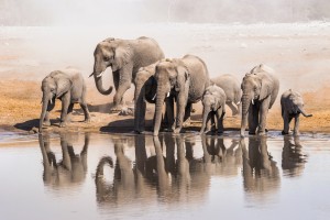Family of elephants in Namibia