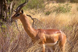 Samburu gerenuk  by Henrik Bennetsen