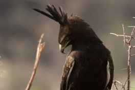 Samburu raptor  by Uzi Yachin