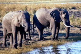 Chobe Safari, Botswana  by Kate