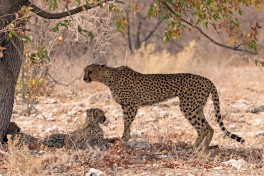 Etosha cheetahs, budget African safari  by simonsimages