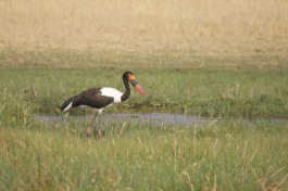 Botswana Safari, Delta stork  by Gregory "Slobirdr" Smith