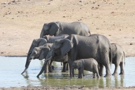 Hwange  by joepyrek