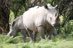 Matobos rhinos