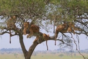 Tanzania Safari, African lions by Christoph Borer