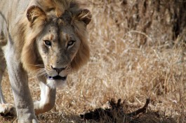 Kruger Safari lion  by flowcomm