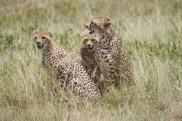 Serengeti Safari cheetahs  by Christoph Borer
