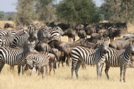 Serengeti Safari wildlife  by Marc Veraart