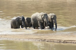 South Luangwa, African Safari Adventure  by fiverlocker
