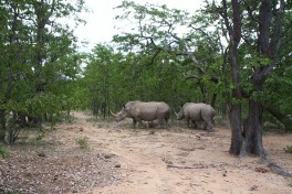 Overland Africa, Zimbabwe rhinos  by Katie Hunt