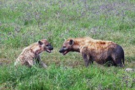 Tanzania Safari wildlife  by Harvey Barrison