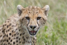 Serengeti Safari - cheetah  by Christoph Borer