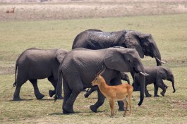 Zambia safari adventure  by SarahDepper