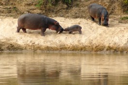 African safari adventure, hippos  by fiverlocker