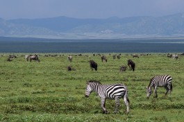 Tanzania safari adventure  by Timo Luege