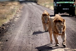 Serengeti Safari, Tanzania 