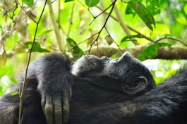 Uganda chimpanzee, Kalinzu Forest  by Rod Waddington
