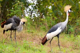 Crested Cranes, Uganda Safari  by Rod Waddington