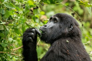 Uganda gorilla trekking tour by Justin Raycraft