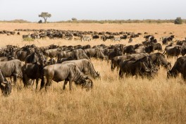 Kenya Safari, Masai Mara wildebeest  by Marcel Oosterwijk