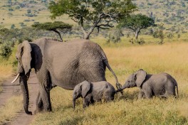 Kenya Safari, Masai Mara elephants  by Esin Ustun