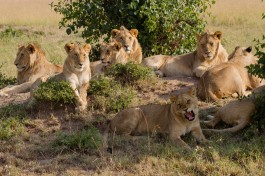 Kenya Safari, Masai Mara lions  by Benh Lieu Song