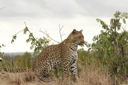 Leopard Big 5 Klaserie, Greater Kruger 