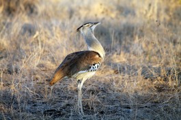 Kori Bustard Greater Kruger birdlife  by Flowcomm