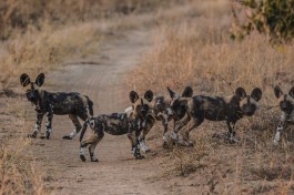 Wild dogs, Greater Kruger 