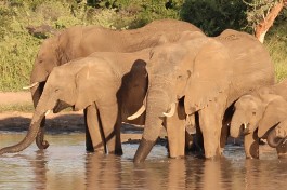 Elephants, Big 5 Klaserie Reserve, Greater Kruger 