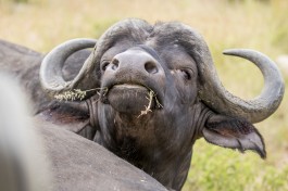 Big 5 Buffalo, Greater Kruger Park 