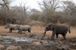 Kruger safari wildlife  by Flowcomm