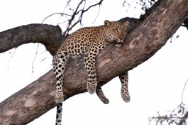 Greater Kruger Big 5, leopard 