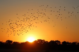 African safari sunset  by Flowcomm