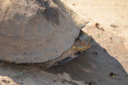 Leopard Tortoise, Kruger Safari  by Stephanie Watson