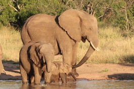 Big 5 Klaserie Reserve elephant 