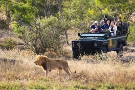 Kruger Safari lion, Big 5 Klaserie Reserve 