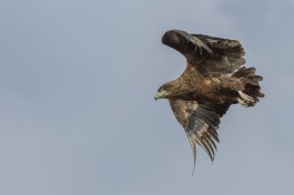 Birdlife on Kruger Safari 