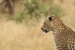 Big 5 Kruger Safari leopard