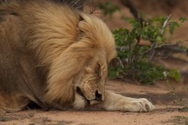 Big 5 Kruger Safari lion 