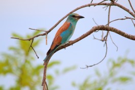 Greater Kruger safari birdlife  by Clint Mason