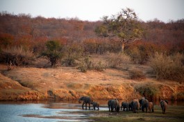 Kruger Big 5 safari elephants  by Flowcomm