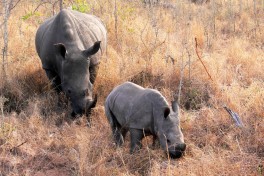 Greater Kruger rhinos, Big 5  by Violator1