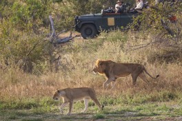 Klaserie lodge game drive 
