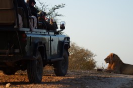 Wildlife drive 